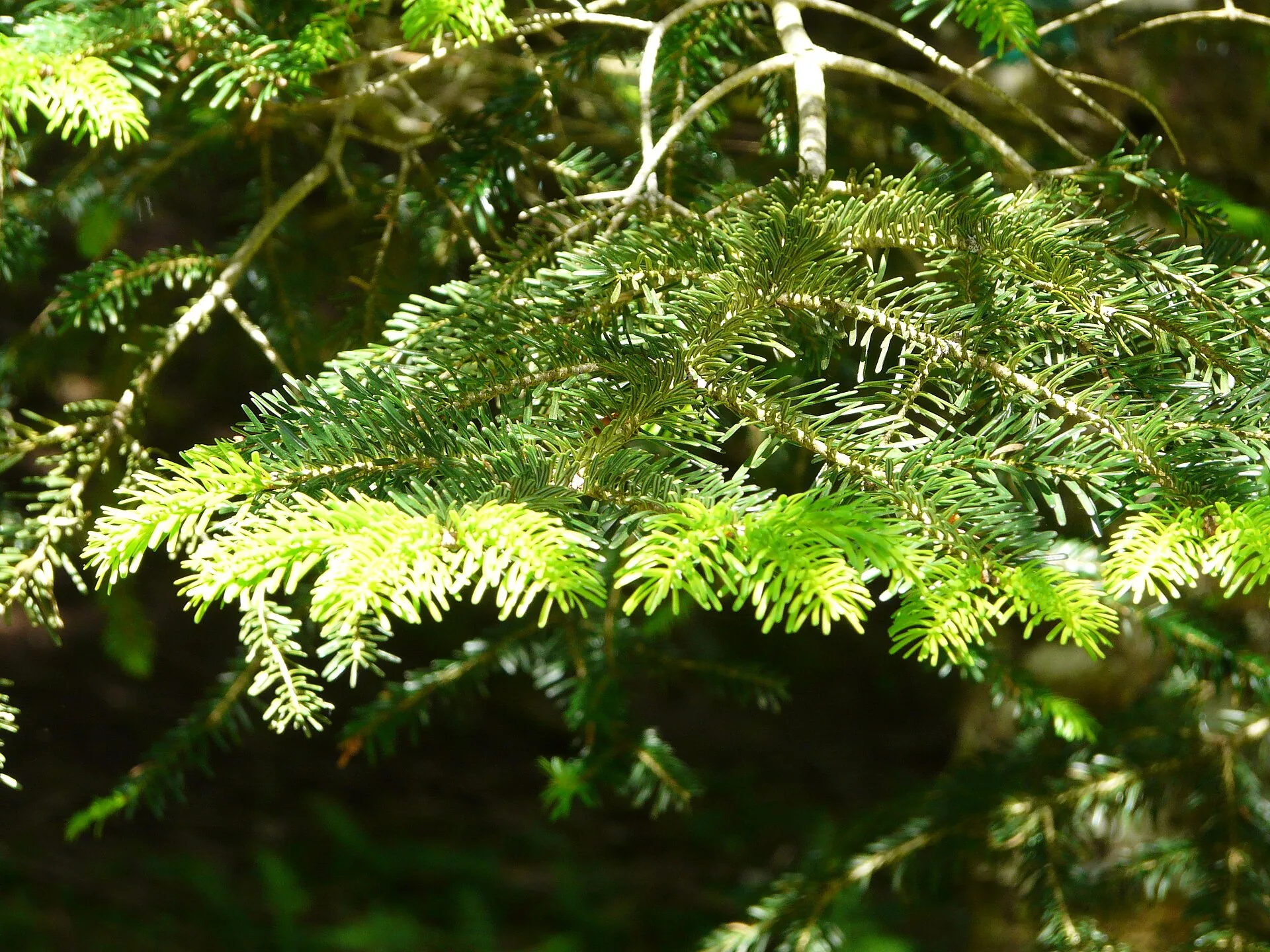 Un ramo di Abies nebrodensis, l'abete delle Madonie: in natura ne restano circa trenta esemplari adulti