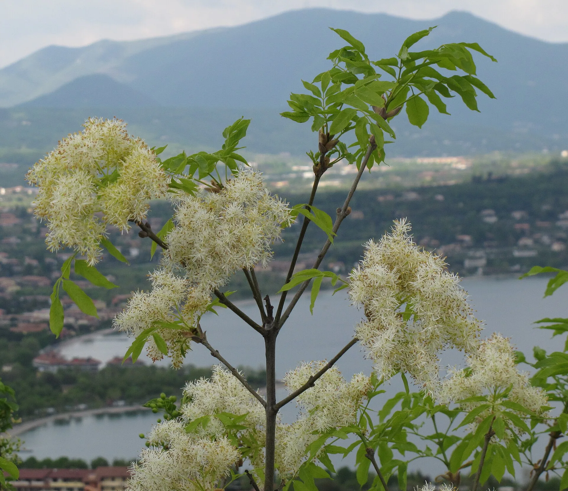 Il frassino da manna (Fraxinus ornus) in fiore: &egrave; dalla sua corteccia incisa che cola la linfa zuccherina